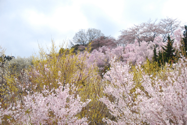 福島に桃源郷ありといわれる花見山